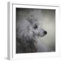 Longing Silver Standard Poodle-Jai Johnson-Framed Giclee Print