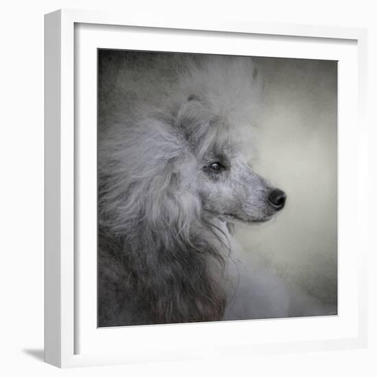 Longing Silver Standard Poodle-Jai Johnson-Framed Giclee Print