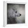 Longing Silver Standard Poodle-Jai Johnson-Framed Giclee Print