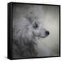 Longing Silver Standard Poodle-Jai Johnson-Framed Stretched Canvas