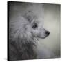 Longing Silver Standard Poodle-Jai Johnson-Stretched Canvas