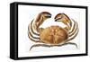 Longipes Crab 1835-I^o^ Westwood-Framed Stretched Canvas