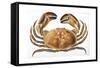 Longipes Crab 1835-I^o^ Westwood-Framed Stretched Canvas