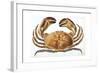 Longipes Crab 1835-I^o^ Westwood-Framed Giclee Print