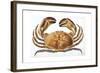 Longipes Crab 1835-I^o^ Westwood-Framed Giclee Print