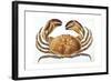 Longipes Crab 1835-I^o^ Westwood-Framed Giclee Print