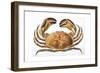 Longipes Crab 1835-I^o^ Westwood-Framed Giclee Print