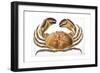 Longipes Crab 1835-I^o^ Westwood-Framed Giclee Print