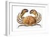 Longipes Crab 1835-I^o^ Westwood-Framed Giclee Print