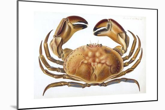 Longipes Crab 1835-I^o^ Westwood-Mounted Giclee Print