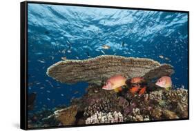 Longjawed Squirrelfish (Sargocentron Spiniferum)-Reinhard Dirscherl-Framed Stretched Canvas