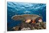 Longjawed Squirrelfish (Sargocentron Spiniferum)-Reinhard Dirscherl-Framed Photographic Print