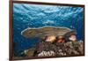 Longjawed Squirrelfish (Sargocentron Spiniferum)-Reinhard Dirscherl-Framed Photographic Print