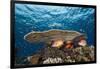 Longjawed Squirrelfish (Sargocentron Spiniferum)-Reinhard Dirscherl-Framed Photographic Print