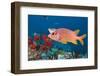 Longjawed Squirrelfish (Sargocentron Spiniferum)-Reinhard Dirscherl-Framed Photographic Print