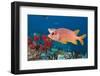 Longjawed Squirrelfish (Sargocentron Spiniferum)-Reinhard Dirscherl-Framed Photographic Print