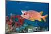 Longjawed Squirrelfish (Sargocentron Spiniferum)-Reinhard Dirscherl-Mounted Photographic Print