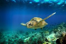 Green Sea Turtle Swimming Underwater-Longjourneys-Photographic Print