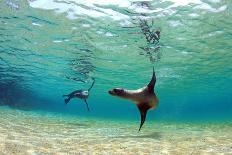 Sea Lion Underwater Looking at Camera-Longjourneys-Photographic Print