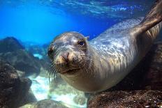 Sea Lion Swimming Underwater in Tidal Lagoon in the Galapagos Islands-Longjourneys-Photographic Print