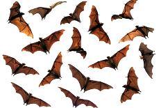 Spooky Halloween Flying Fox Fruit Bats-Longjourneys-Photographic Print