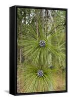 Longleaf Pine Bloom-Gary Carter-Framed Stretched Canvas