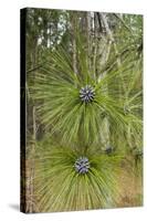 Longleaf Pine Bloom-Gary Carter-Stretched Canvas