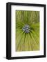 Longleaf Pine Bloom-Gary Carter-Framed Photographic Print