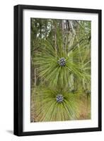 Longleaf Pine Bloom-Gary Carter-Framed Photographic Print