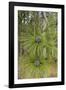 Longleaf Pine Bloom-Gary Carter-Framed Photographic Print