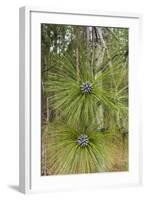 Longleaf Pine Bloom-Gary Carter-Framed Photographic Print