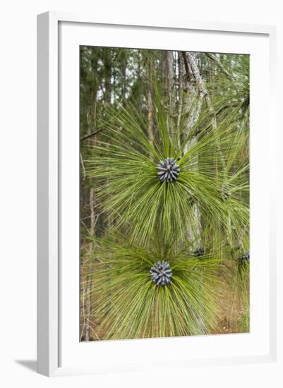 Longleaf Pine Bloom-Gary Carter-Framed Photographic Print