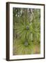 Longleaf Pine Bloom-Gary Carter-Framed Photographic Print