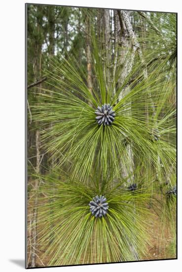 Longleaf Pine Bloom-Gary Carter-Mounted Photographic Print