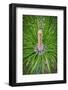 Longleaf Pine-Lisa Engelbrecht-Framed Photographic Print