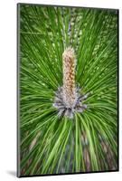 Longleaf Pine-Lisa Engelbrecht-Mounted Photographic Print