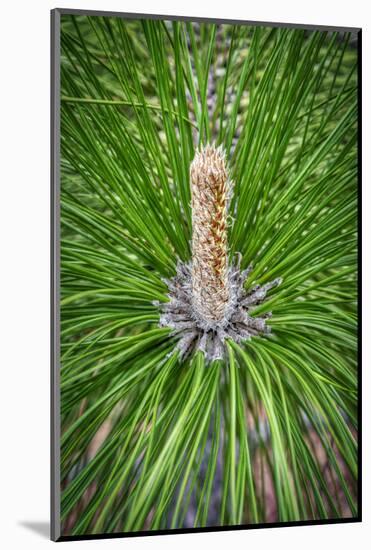 Longleaf Pine-Lisa Engelbrecht-Mounted Photographic Print