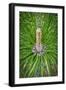 Longleaf Pine-Lisa Engelbrecht-Framed Photographic Print