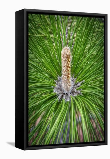 Longleaf Pine-Lisa Engelbrecht-Framed Stretched Canvas