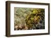 Longlure Frogfish (Antennarius Multiocellatus)-Stephen Frink-Framed Photographic Print