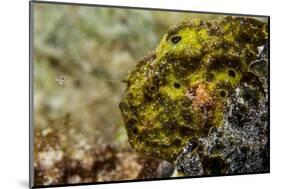 Longlure Frogfish (Antennarius Multiocellatus)-Stephen Frink-Mounted Photographic Print