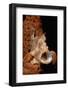 Longlure Frogfish with its Mouth Open for Prey (Antennarius Multiocellatus), Caribbean.-Reinhard Dirscherl-Framed Photographic Print