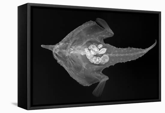 Longnose Batfish-Sandra J. Raredon-Framed Stretched Canvas