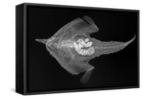 Longnose Batfish-Sandra J. Raredon-Framed Stretched Canvas