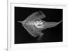 Longnose Batfish-Sandra J. Raredon-Framed Premium Giclee Print