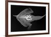 Longnose Batfish-Sandra J. Raredon-Framed Premium Giclee Print