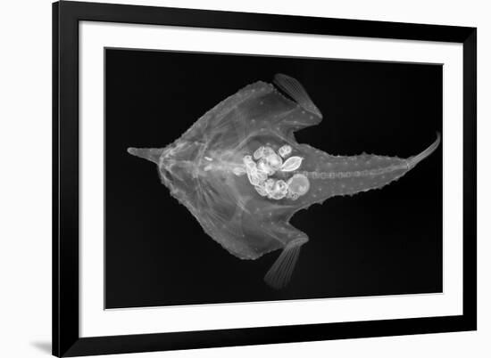 Longnose Batfish-Sandra J. Raredon-Framed Premium Giclee Print