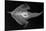 Longnose Batfish-Sandra J. Raredon-Mounted Premium Giclee Print