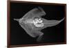 Longnose Batfish-Sandra J. Raredon-Framed Art Print