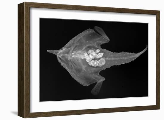 Longnose Batfish-Sandra J. Raredon-Framed Art Print